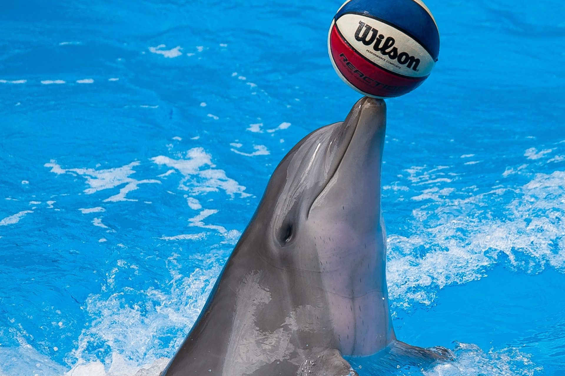delfin med bold