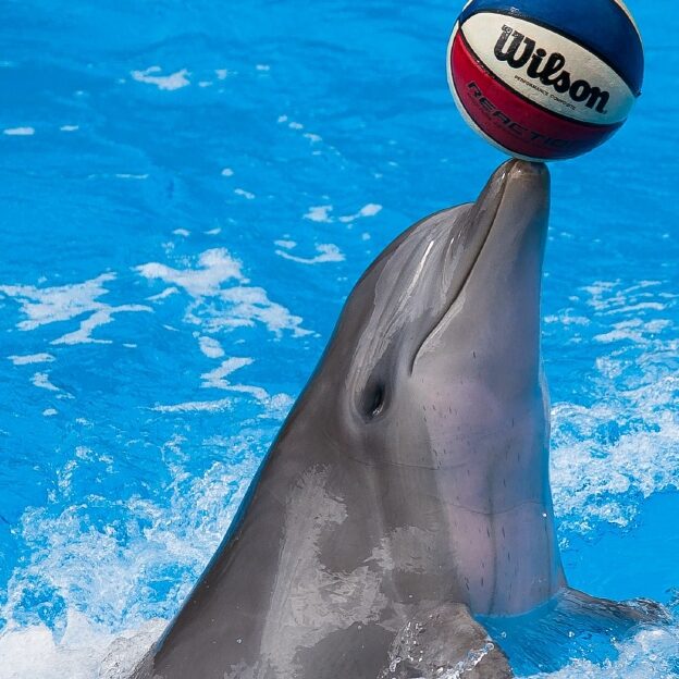 Delfin Masken forside